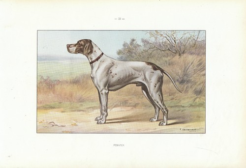 Document ancien pointer - pointer,
