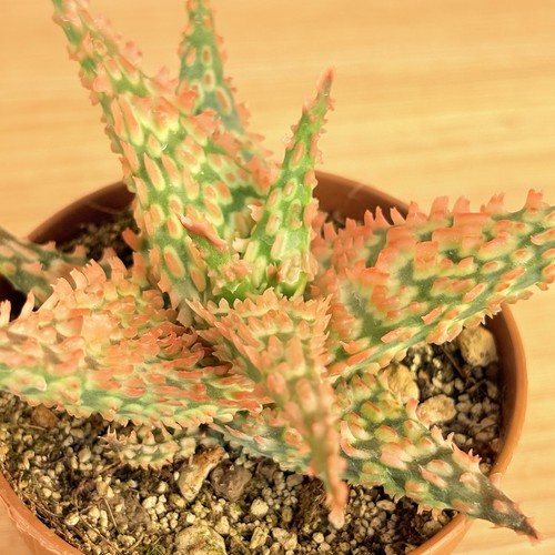 Aloe tct pot cm cod - pot, 6,5