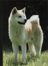 Mon compagnon le chien -