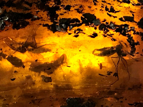 Pièce ambre insectes - pièce,