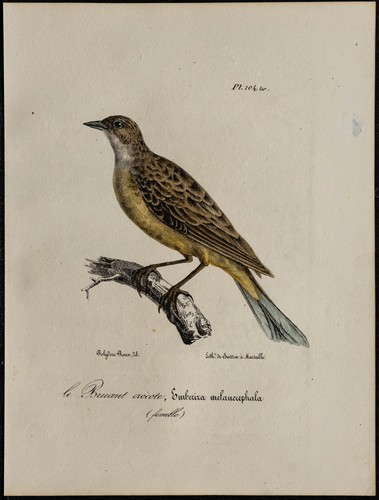 1830 bruant mélanocéphale - -,