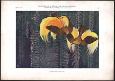 1910 Lithographie Oiseaux de