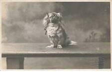 ANIMAUX #DC51468 CHIEN PEKINOIS CARTE PHOTO