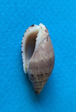 Lyria pauljohnsoni 30,3 mm