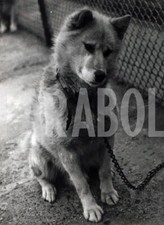 Photo de presse vintage Animaux, Un Chiot De Husky, tirage 21 X 15 CM