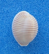 Coquillage de collection : Trivia arctica + 12mm live (France, Atlant, Trividae)