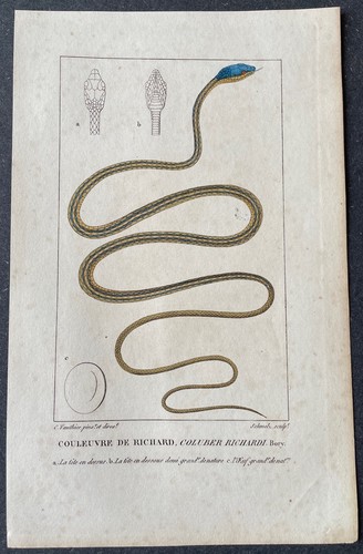 Histoire naturelle couleuvre - histoire,