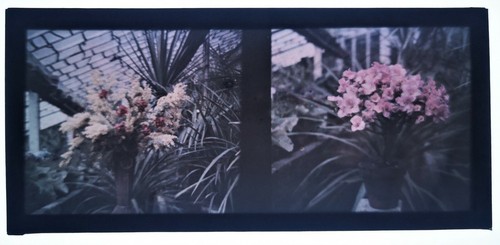 Autochrome fleurs deux vues - autochrome,