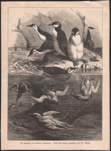 1860 gravure guillemot - 1860, de