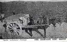 CPA 16 FINE CHAMPAGNE REMY MARTIN LES BARBOTTINS VENDANGES (BELLE CPA SUR LE THE