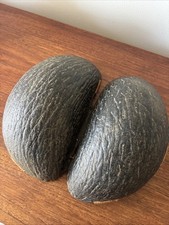 Coco Fesse, Lodoicea