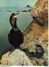 Animaux - Oiseaux - Cormoran huppé - CPM - Voir Scans Recto-Verso