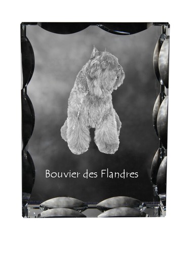 Bouvier des flandres - bouvier, cadre