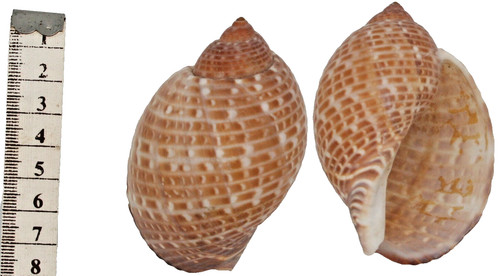 Coquillage collection tonna - coquillage,