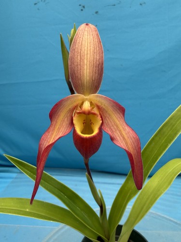 Phragmipedium vittabess orange - phragmipedium,