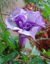 DOUBLE VIOLET DATURA METEL -