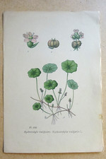 BOTANIQUE Fleur Planche
