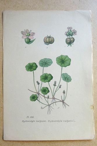 Botanique fleur planche - fleur,