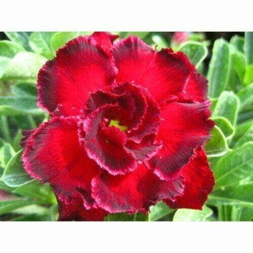 Graines adenium obesum - 10,