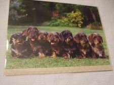 CARTE + ENVELOPPE - chien