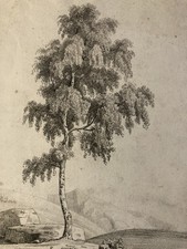 Grand Dessin XIXe 1850 crayon Paysage Arbre Ancien A Identifier Feuille Étude
