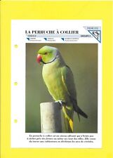 Fiche - N°213 - La perruche