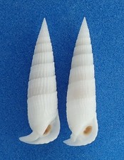 Coquillage de collection: Rhinoclavis fasciatus AO (x2) (Polynésie, Cerithiidae)