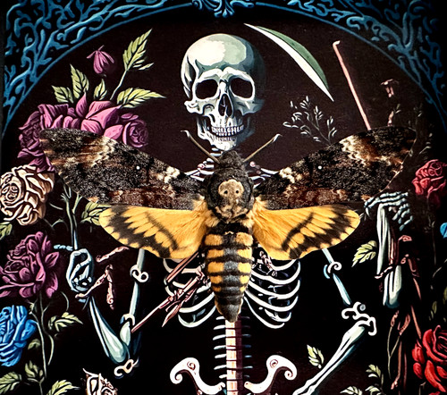 Papillon sphinx tête - papillon, mort