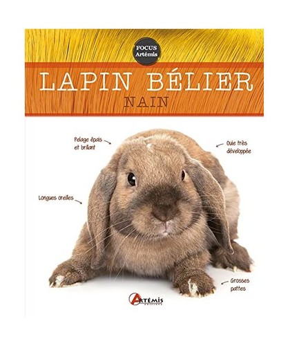 Lapin belier nain - lapin, nain,