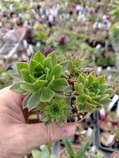Aeonium firecracker - , x