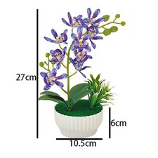 Plante d'orchidée