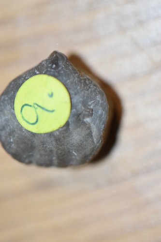 Brachiopode rhynchonella tarda - brachiopode,