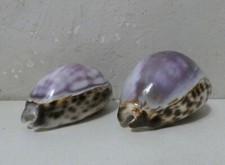 coquillages vintage shell x2