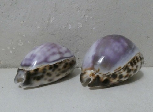 Coquillages vintage shell - coquillages,