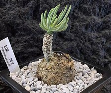 Sale rare cacti tylecodon - rare,