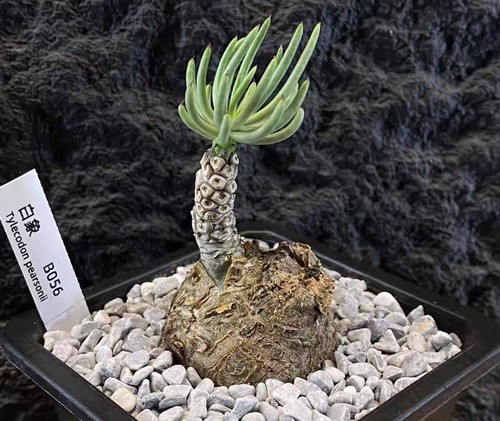 Sale rare cacti - rare, tylecodon