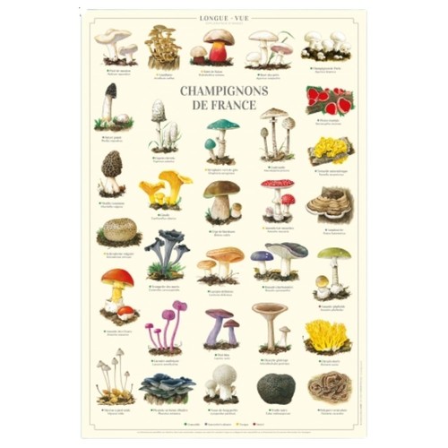 Champignons france - de,