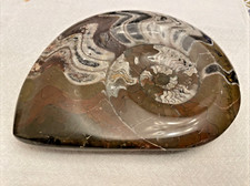 fossile En Pierre Véritable