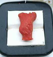 Branche de corail rouge