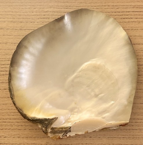Vide poche coquillage - coquillage,