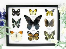 9 très beaux papillons