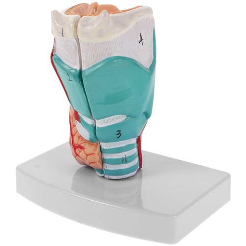 Maquette corps humain outil - maquette,