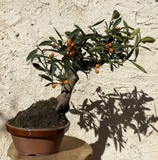 BONSAÏ AGRUME CITRUS KINZU