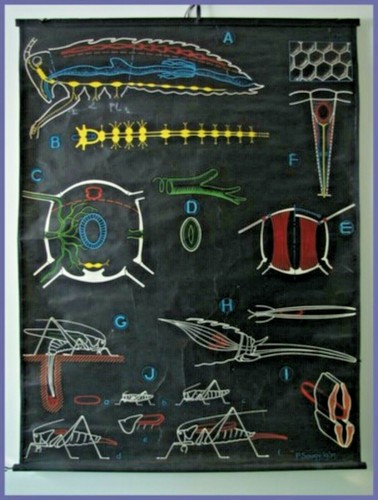 Affiche scolaire planche - affiche,
