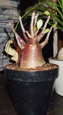 Adenium Arabicum/ Dark Skin/ Succulente/ Caudex Rare/ Pachycaule/ Rose du désert