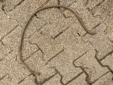 tuyau expansion liquide de