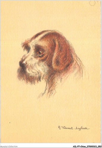 Ailp7 0639 chien griffon - chien,