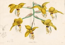 Stanhopea Wardii Orchidée Botanique Lithographie Knowles 1838