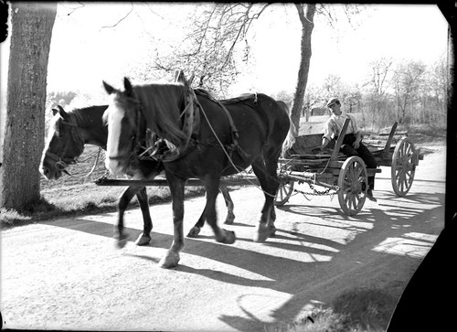 Attelage chevaux charrette - ,