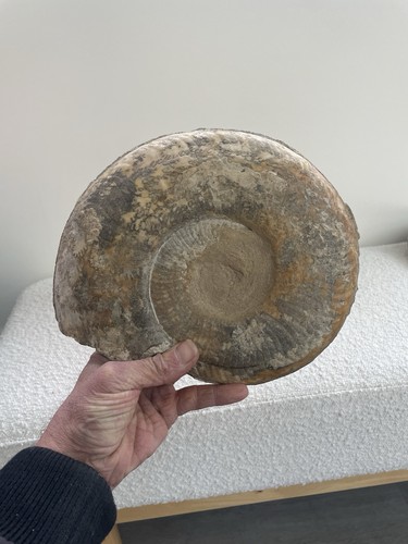 Grande ammonite origine france - origine,
